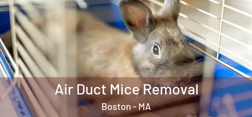 Air Duct Mice Removal Boston - MA
